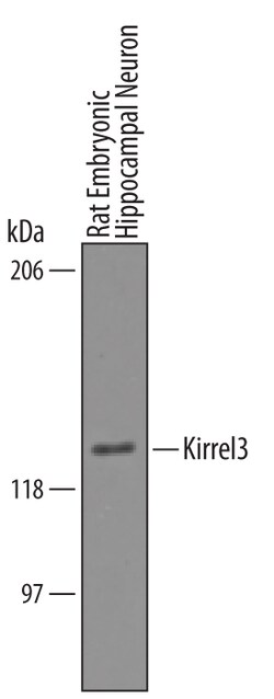 Human/Mouse/Rat Kirrel3/NEPH2 Antibody, R D Systems 25&mu;g; Unlabeled:Antibodies,