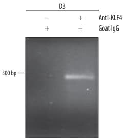 Mouse KLF4 Antibody, R D Systems 100&mu;g; Unlabeled:Antibodies, Polyclonal