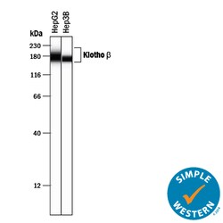 Human Klotho beta Antibody, R D Systems 100μg; Unlabeled:Antibodies,