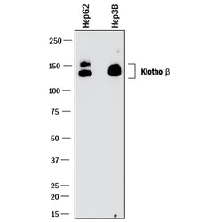 Human Klotho beta Antibody, R D Systems 100μg; Unlabeled:Antibodies,