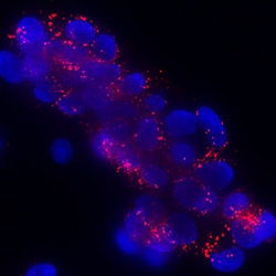 Human Klotho beta Antibody, R D Systems 25&mu;g; Unlabeled:Antibodies,