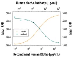 Human Klotho Antibody, R D Systems:Antibodies:Primary Antibodies