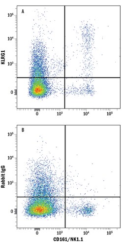 Mouse KLRG1 Antibody, R D Systems 25 ug; Unconjugated:Antibodies, Monoclonal