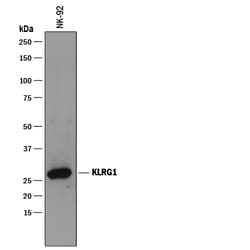 Human KLRG1 Antibody, R D Systems 100ug; Unlabeled:Antibodies, Monoclonal