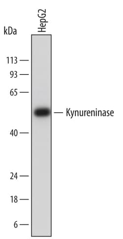 Human Kynureninase Antibody, R D Systems 25&mu;g; Unlabeled:Antibodies,
