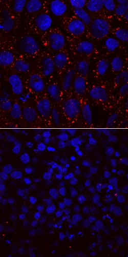 Human L1TD1 Antibody, R D Systems 100ug; Unlabeled:Antibodies, Monoclonal