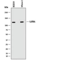 Human L1TD1 Antibody, R D Systems 100ug; Unlabeled:Antibodies, Monoclonal