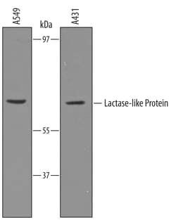 Human Lactase-like Protein/LCTL Antibody, R D Systems 100&mu;g; Unlabeled:Antibodies,