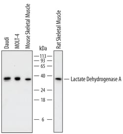 Human/Mouse/Rat Lactate Dehydrogenase A/LDHA Antibody, R D Systems 100&mu;g;