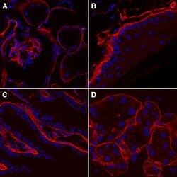 Mouse Laminin alpha 1/beta 1 Antibody, R D Systems 100ug; Unlabeled:Antibodies,