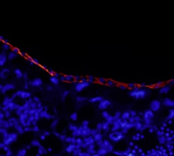 Mouse Laminin alpha 1/beta 1 Antibody, R D Systems 100ug; Unlabeled:Antibodies,
