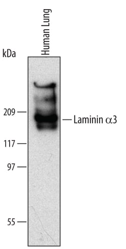 Human Laminin alpha 3/Laminin-5 Antibody, R D Systems 100ug; Unlabeled:Antibodies,