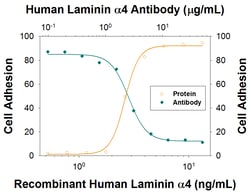 Human Laminin alpha 4 Antibody, R D Systems 25&mu;g; Unlabeled:Antibodies,