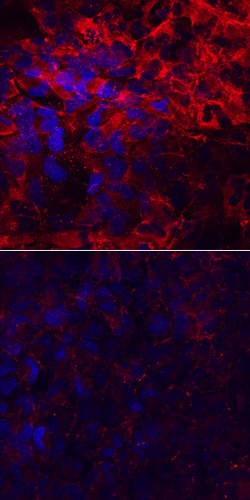 Human Laminin alpha 4 Antibody, R D Systems 25&mu;g; Unlabeled:Antibodies,