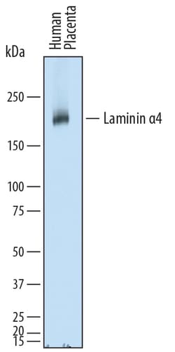 Human Laminin alpha 4 Antibody, R D Systems 25&mu;g; Unlabeled:Antibodies,