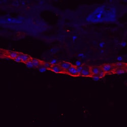 Mouse Laminin-1 Antibody, R D Systems 25&mu;g; Unlabeled:Antikörper