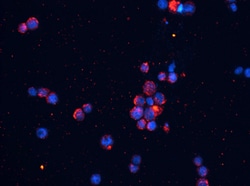 Human LAMP-1/CD107a Lumenal Domain Antibody, R D Systems 25&mu;g; Unlabeled:Antibodies,