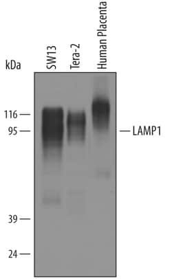 Human LAMP-1/CD107a Lumenal Domain Antibody, R D Systems 25&mu;g; Unlabeled:Antibodies,
