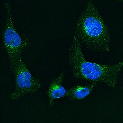 Human LAMP-1/CD107a Alexa Fluor 488-conjugated Antibody, R D Systems 100
