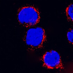 Human LAMP-1/CD107a Antibody, R D Systems 100 ug | Buy Online | R&D Systems | Fisher Scientific