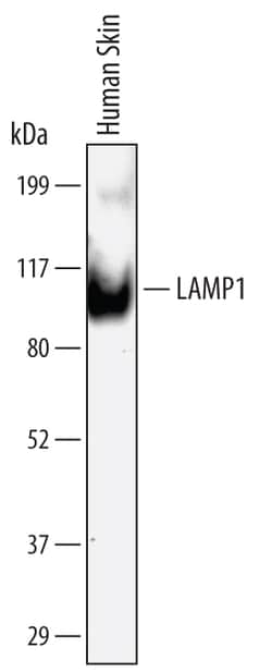 Human LAMP-1/CD107a Antibody, R D Systems 100 ug | Buy Online | R&D Systems | Fisher Scientific
