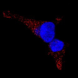 Human LAMP2/CD107b Antibody, R D Systems 100ug; Unlabeled:Antibodies, Monoclonal
