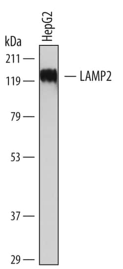 Human LAMP2/CD107b Antibody, R D Systems 100ug; Unlabeled:Antibodies, Monoclonal
