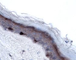 Human Langerin/CD207 Antibody, R D Systems 100&mu;g; Unlabeled:Antibodies,