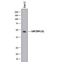Human LAP (TGF-beta 1) Antibody, R D Systems 100&mu;g; Unlabeled:Antikörper