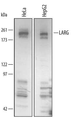 Human LARG Antibody, R D Systems 100&mu;g; Unlabeled:Antibodies, Polyclonal