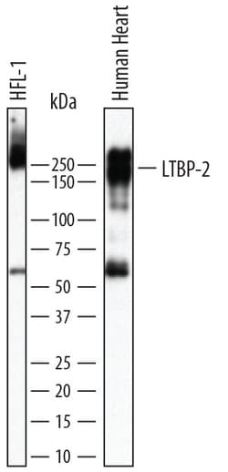 Human Latent TGF-beta bp2/LTBP-2 Antibody, R&D Systems&trade;