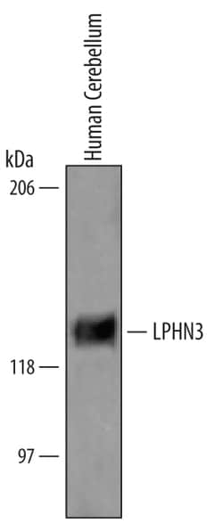 Human Latrophilin 3/LPHN3 Antibody, R D Systems 100 &mu;g | Buy Online | R&D Systems | Fisher Scientific