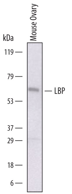 Mouse LBP Antibody, R D Systems 25&mu;g; Unlabeled:Antibodies, Polyclonal