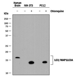 Human LC3A Antibody, R D Systems 100&mu;g:Antibodies, Monoclonal