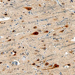 Human LC3A Antibody, R D Systems 100&mu;g:Antibodies, Monoclonal