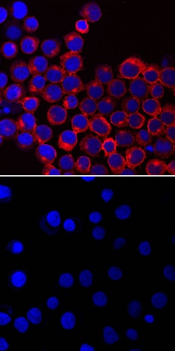 Human Phospho-Lck (Y394) Antibody, R D Systems 25&mu;g; Unlabeled:Antibodies,