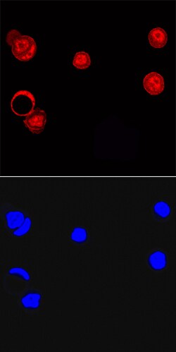 Human LCoR Antibody, R D Systems 100ug; Unlabeled:Antibodies, Monoclonal