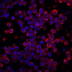 Mouse LDLR Biotinylated Antibody, R D Systems 50μg; Biotin:Antibodies,