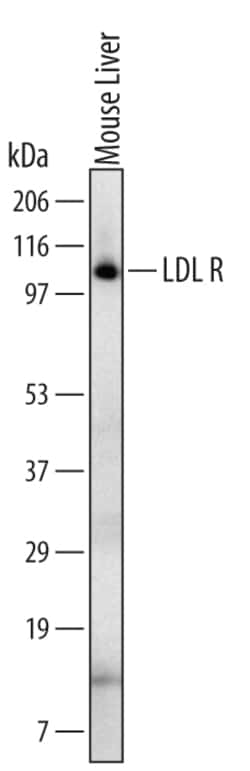 Mouse LDLR Antibody, R D Systems 25&mu;g; Unlabeled:Antibodies, Monoclonal