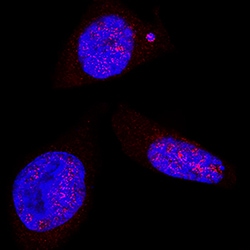 Human LEF1 Antibody, R D Systems 25 &mu;g | Buy Online | R&D Systems | Fisher Scientific