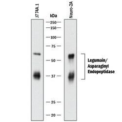 Mouse Legumain/Asparaginyl Endopeptidase Antibody, R D Systems 25&mu;g;