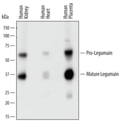 Human Legumain/Asparaginyl Endopeptidase Antibody, R D Systems 100&mu;g;
