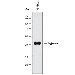 Mouse Legumain/Asparaginyl Endopeptidase Antibody, R D Systems 100ug; Unlabeled:Antibodies,