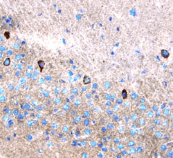 Mouse Leptin/OB Antibody, R D Systems 100&mu;g; Unlabeled:Antibodies, Polyclonal