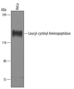 Human Leucyl-cystinyl Aminopeptidase/LNPEP Antibody, R D Systems 100&mu;g;