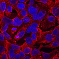 Human LGI2 Antibody, R D Systems 25&mu;g; Unlabeled:Antibodies, Monoclonal