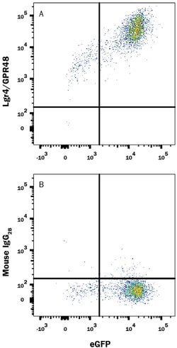 Human Lgr4/GPR48 APC-conjugated Antibody, R D Systems 25 Tests; APC:Antibodies,