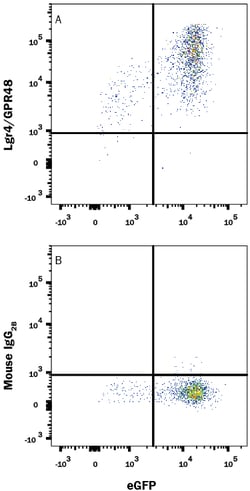 Human Lgr4/GPR48 Antibody, R D Systems 100ug; Unlabeled:Antibodies, Monoclonal