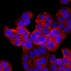 Human Lgr4/GPR48 Antibody, R D Systems 100ug; Unlabeled:Antibodies, Monoclonal