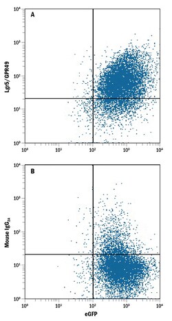 Human Lgr5/GPR49 PE-conjugated Antibody, R D Systems 100 Tests | Buy Online | R&D Systems | Fisher Scientific